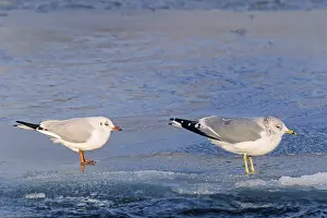 Common Gull (Larus canus) is a medium-sized gull (Photo Common Gull and Black-headed (Chroicocephalus ridibundus) Gull)