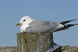 Common Gull (Larus canus), adult