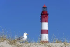 Common gull (Larus canus) and the Amrum lighthouse in the dunes along the Wadden Sea