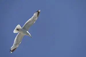 Common Gull, Larus canus, in flight at Brighton