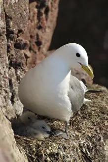 Common Gull (Larus canus linnaeus) on nest with young