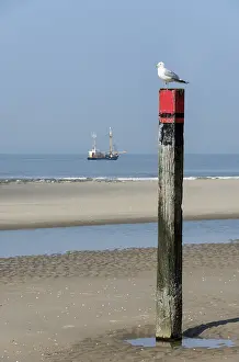 Common gull (Larus canus), Texel, Netherlands