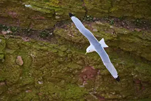 Common gull or sea mew (Larus canus) flying over the cliffs