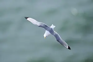 Common gull or sea mew (Larus canus) flying over the sea