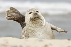 Common or Habor seal (Phoca vitulina) adult animal resting on the sand of a beach