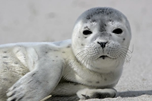 Common harbor seal (Phoca vitulina)
