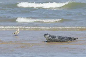 Common or Harbour or Harbor seal (Phoca vitulina)