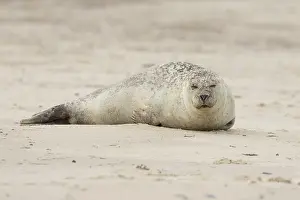 Framed Print : Common or Harbour or Harbor seal (Phoca vitulina) adult animal sleeping on a beach