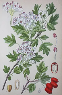 Common hawthorn (Crataegus monogyna)