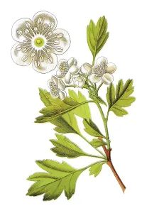Common hawthorn (Crataegus monogyna)