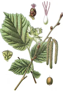 Common hazel (Corylus avellana)