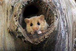 COMMON hazel dormouse (muscardinus avellanarius)