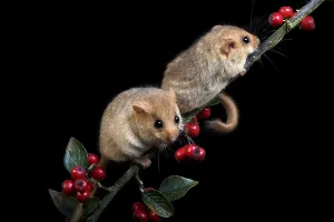 COMMON hazel dormouse (muscardinus avellanarius)
