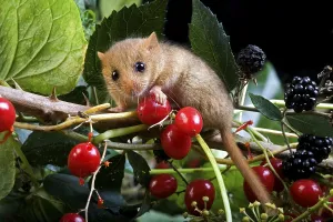 COMMON hazel dormouse (muscardinus avellanarius)