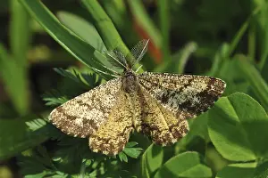 Common heath moth (Ematurga atomaria)