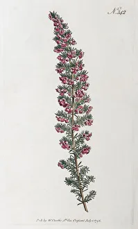 Common Heather (Erica persoluta)