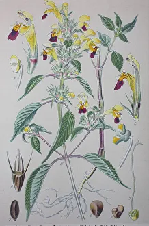 Common hemp-nettle (Galeopsis tetrahit)