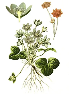 Common Hepatica (Anemone Hepatica)