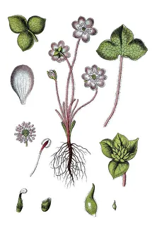 Common Hepatica or Liverwort (Anemone hepatica)