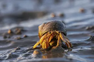 Common hermit crab (Pagurus bernhardus)
