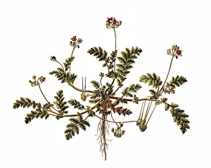 Common Heron's Bill, often also redstem filaree (Erodium cicutarium)