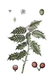 Common holly (Ilex aquifolium)