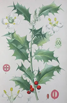 Common holly (Ilex aquifolium)
