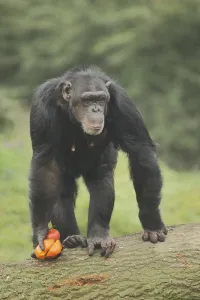 Common (hominidae) chimpanzee (Pan troglodytes)