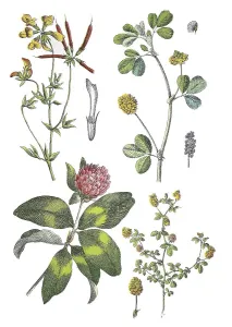 Common horn clover, Lotus corniculatus (top left)