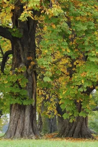 Common Horse-chestnut (Aesculus hippocastanum) in autumn