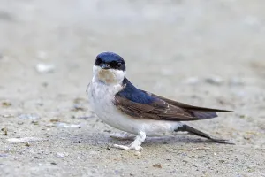 Common house martin, northern house martin (Delichon urbicum) collecting mud in beak for building nest in spring