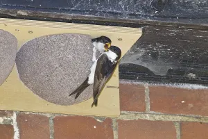 Common House Martin (Delichon urbica) adult