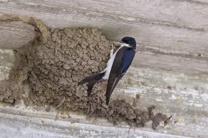 Common house martin (Delichon urbicum)