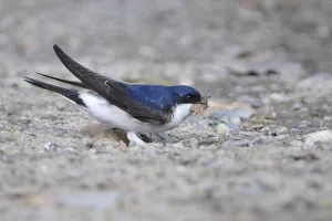 Common House Martin with nesting material