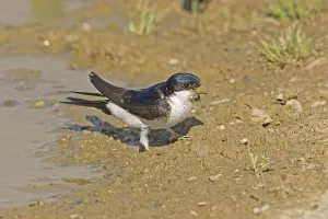 Common house martins (Delichon urbica) songbirds