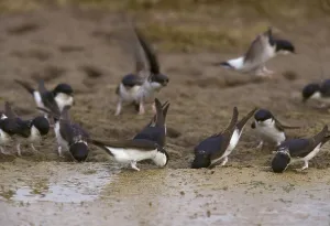 Common house martins (Delichon urbica) Songbirds