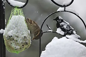 Fascination Winter - Animal Prints: Common, House sparrow (Passer domesticus) feeding on garden bird feeder in the snow in winter