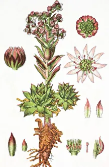 Common houseleek, Jove's beard