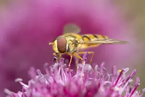Common hoverfly (Eupeodes corollae) adult insect feeding on a garden purple Allium flower in summer