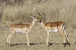 Common impalas (Aepyceros melampus)