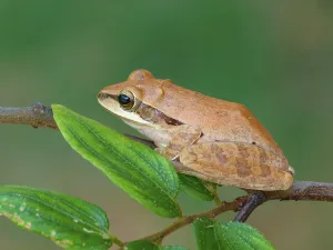 Common Indian tree frog (Polypedates maculatus) adult