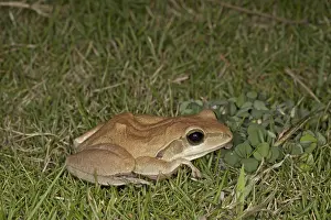 Common Indian Treefrog (Polypedates maculatus) adult