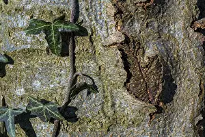 Common ivy (Hedera helix), common ivy
