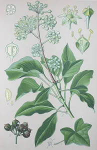 Common ivy (Hedera helix), historical illustration from 1885