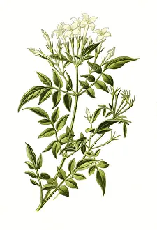 Common jasmine (Jasminum officinale)