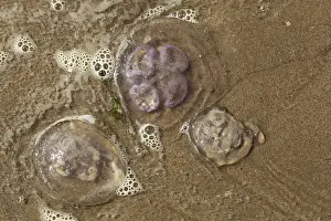Common Jellyfish (Aurelia aurita)