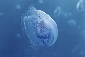 Common Jellyfish (Aurelia aurita)
