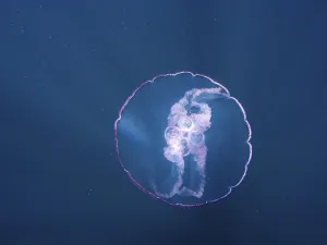 Common jellyfish (Aurelia aurita)