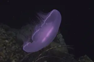 Common jellyfish (Aurelia aurita) at night