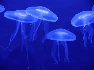Common jellyfishes (Aurelia aurita)